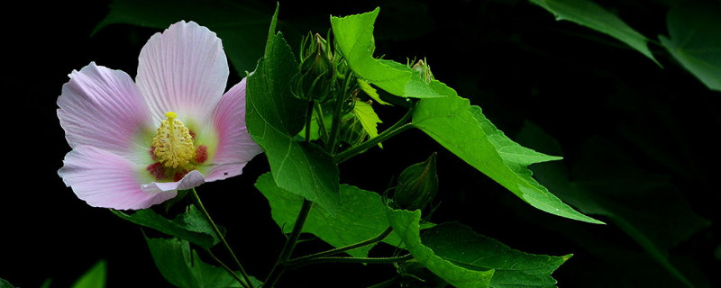 盆栽木芙蓉多高打顶 木芙蓉花苗