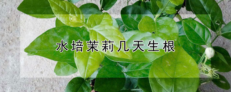 水培茉莉几天生根 水培茉莉几天生根啊