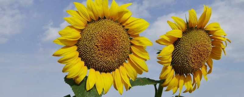 葵花籽怎么种植方法 葵花籽怎么种植方法图片