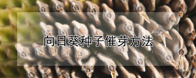 向日葵种子催芽方法 向日葵种子催芽方法图片