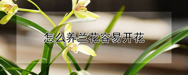 怎么养兰花容易开花（怎样养殖兰花才能让兰花正常开花）