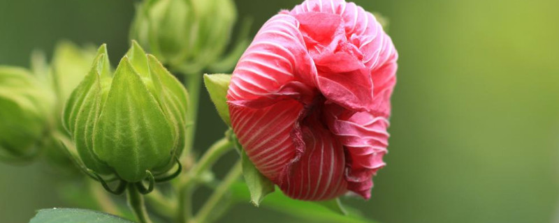 芙蓉花开花期间需要多浇水吗（张馨予神兵奇犬剪头发视频）