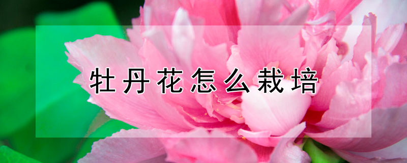 牡丹花怎么栽培（牡丹花怎么栽培视频教程）