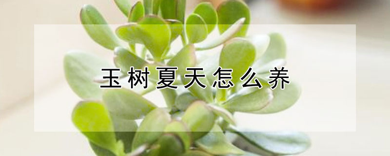 玉树夏天怎么养 玉树夏天怎么养长得快