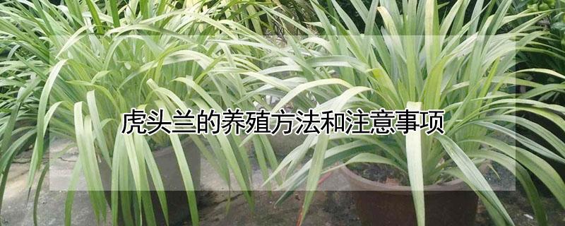 虎头兰的养殖方法和注意事项 虎头兰的最佳种植方法