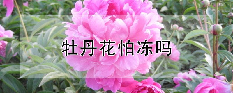 牡丹花怕冻吗（牡丹花怕冻吗好养吗）