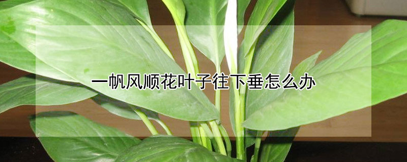 一帆风顺花叶子往下垂怎么办 一帆风顺花的叶子蔫了怎么办