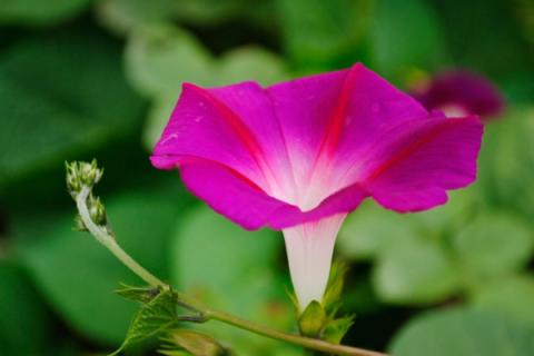 牵牛花冬季在室内开花吗