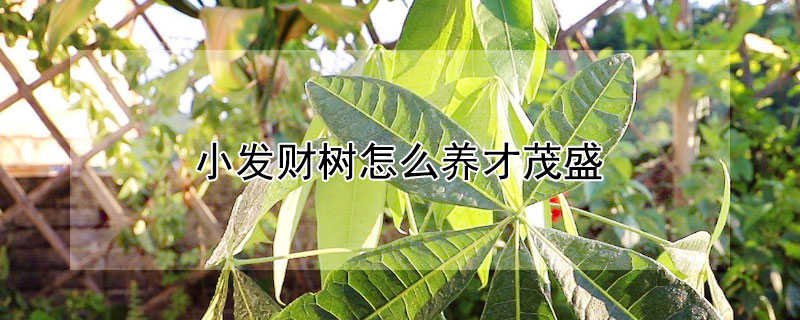 小发财树怎么养才茂盛（小发财树怎么养才茂盛好看）