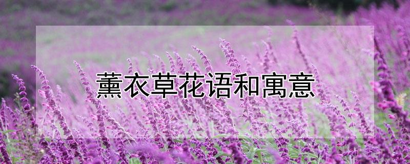 薰衣草花语和寓意（白色薰衣草花语和寓意）