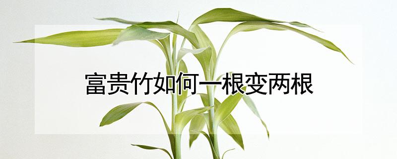 富贵竹如何一根变两根（富贵竹如何一根变两根土培法）