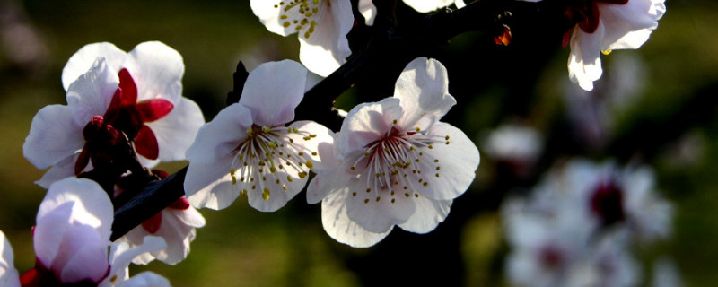 梅花几月份开花 南京梅花几月份开花