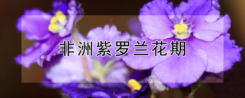 非洲紫罗兰花期 非洲紫罗兰花期是什么时候