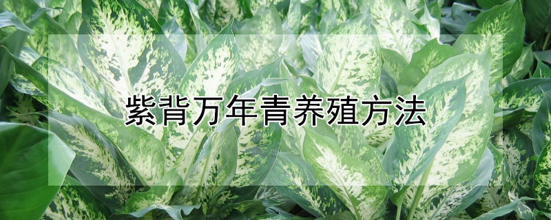 紫背万年青养殖方法 紫背万年青盆栽图片