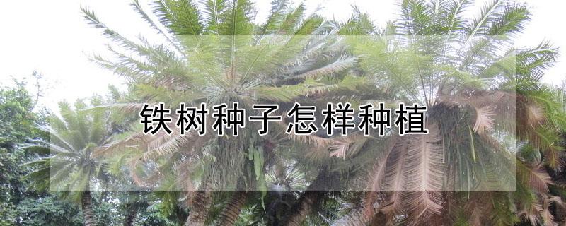 铁树种子怎样种植（铁树种子怎样种植视频）