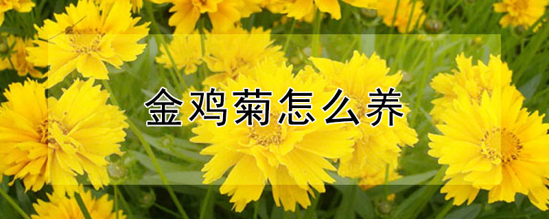 金鸡菊怎么养（金鸡菊怎么养护）