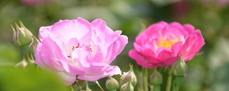 蔷薇花如何种植方法 蔷薇花如何种植方法图解