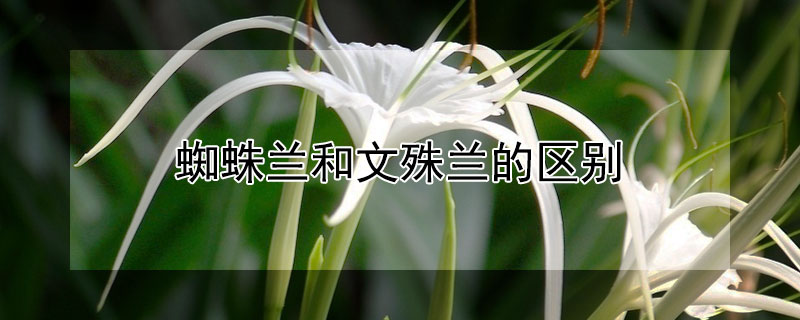 蜘蛛兰和文殊兰的区别（蜘蛛兰和文殊兰的区别是什么）