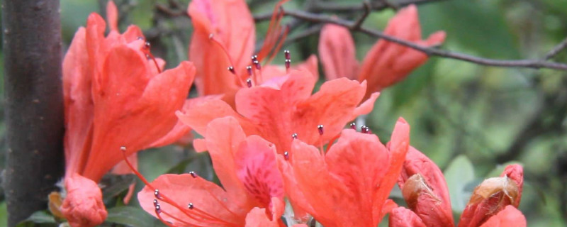 杜鹃花如何施肥（杜鹃花如何施肥视频）