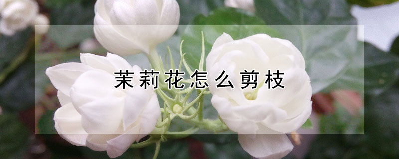 茉莉花怎么剪枝（茉莉花怎么剪枝开花更多）