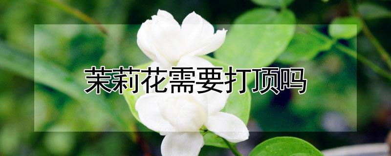 茉莉花需要打顶吗 茉莉花需要打顶吗图片