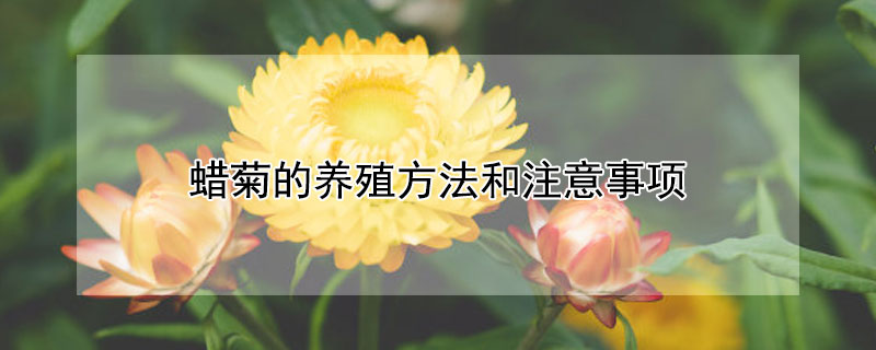 蜡菊的养殖方法和注意事项（蜡菊的养殖方法和注意事项有哪些）