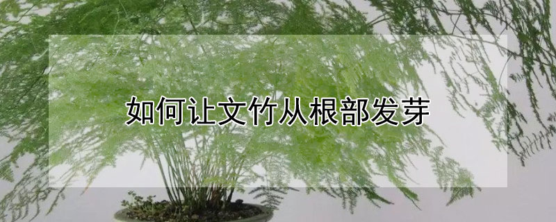 如何让文竹从根部发芽（如何让文竹根部多生芽）