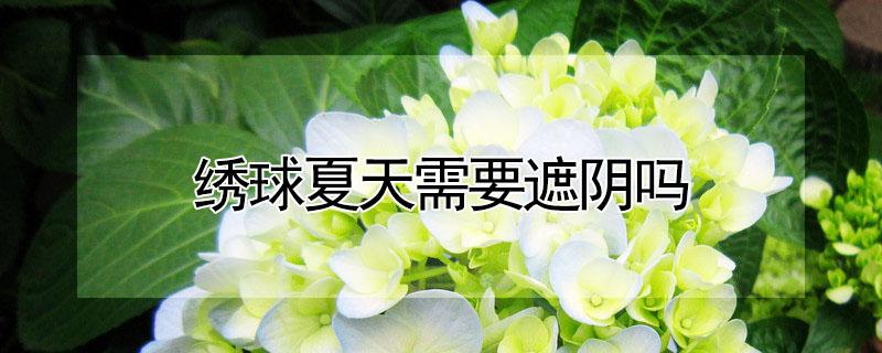 绣球夏天需要遮阴吗（绣球花夏天需要遮阴吗）