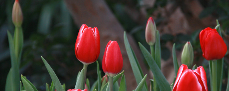 郁金香春节开花吗（郁金香是不是春天开）