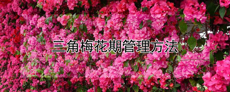 三角梅花期管理方法（三角梅的花期打理）