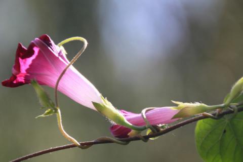 牵牛花是什么季节开的