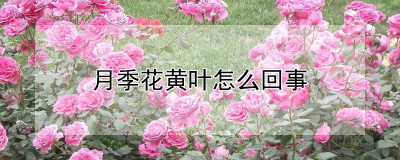 月季花黄叶怎么回事（月季花黄叶怎么回事图片）