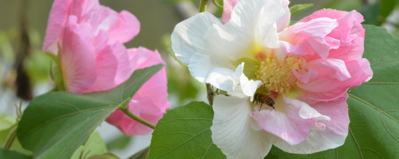 芙蓉花谢了怎么样修剪 芙蓉花谢了怎么样修剪视频