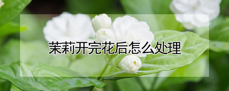 茉莉开完花后怎么处理 茉莉花开完花怎么处理