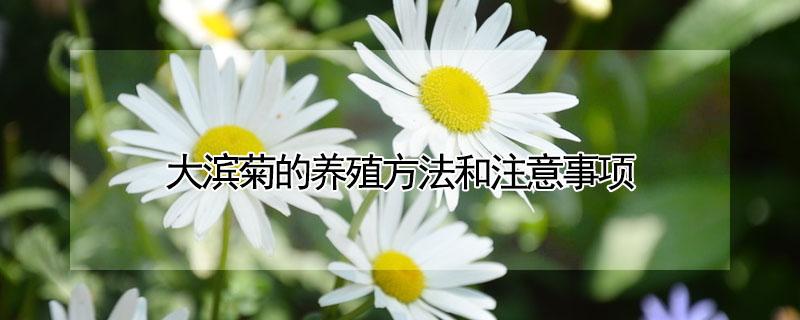 大滨菊的养殖方法和注意事项 大滨菊的养殖方法和注意事项有哪些