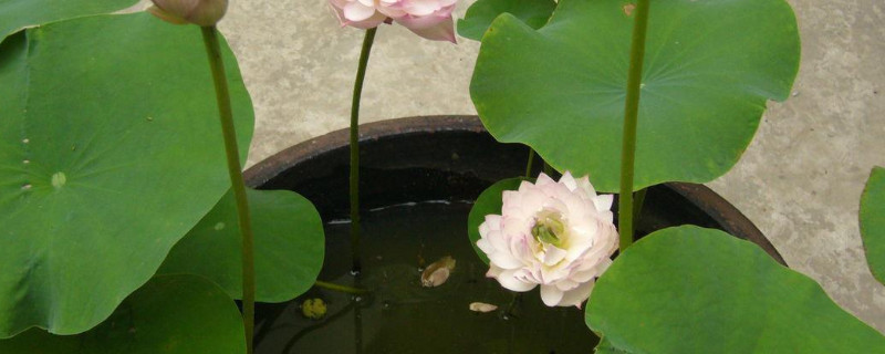 大水缸里荷花藕怎么种 大缸怎么种植莲藕荷花