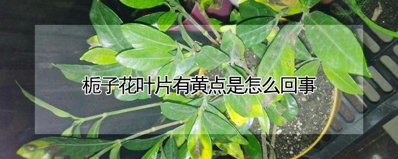 栀子花叶片有黄点是怎么回事（栀子花叶子有黄斑是怎么回事）