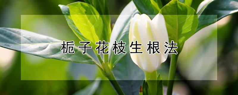 栀子花枝生根法 栀子花枝生根法图片