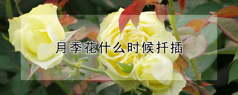 月季花什么时候扦插 月季花什么时候扦插成活率高