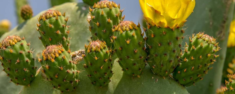 仙人掌是植物吗 仙人掌是植物吗图片