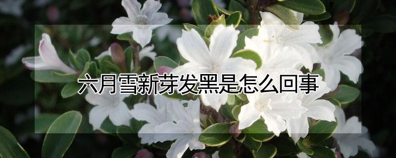 六月雪新芽发黑是怎么回事 六月雪发芽就变干