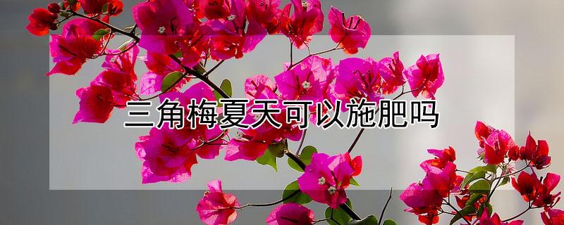 三角梅夏天可以施肥吗（三角梅夏天可以施肥吗视频）