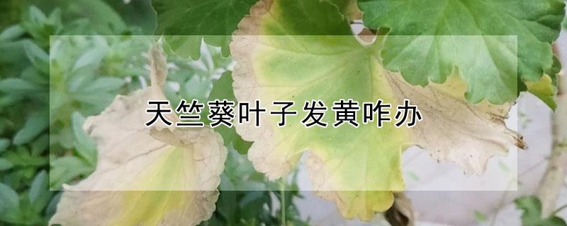 天竺葵叶子发黄咋办（天竺葵叶子发黄咋办现在可以用硫酸亚铁）