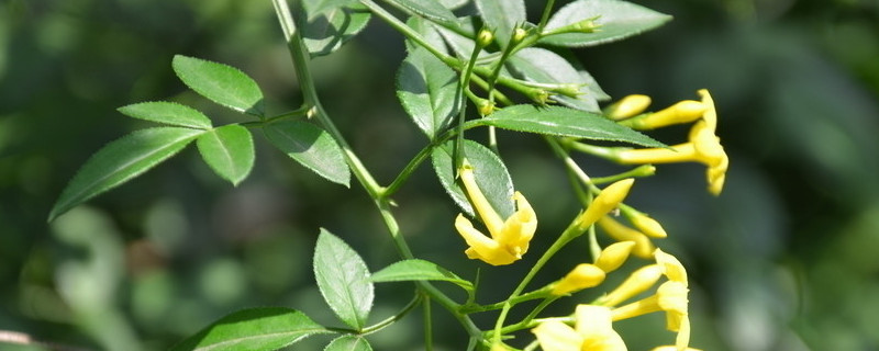 迎春花根盆景如何修剪