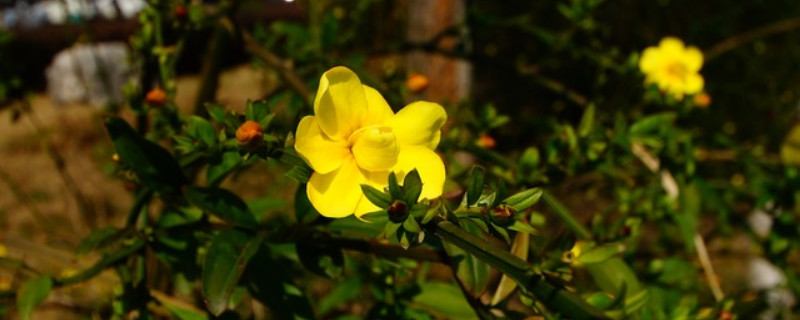 迎春花花瓣是什么形状（迎春花花瓣是什么形状的）