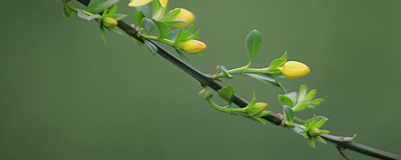 迎春花什么时候移栽（迎春花什么时候移栽最容易活?）