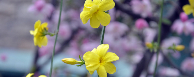 迎春花能放在阳台吗（迎春花可以养在阳台吗）