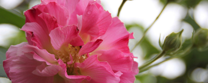 芙蓉花叶子没了咋回事（芙蓉花叶子枯萎什么原因）