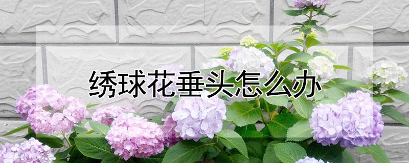 绣球花垂头怎么办（绣球花垂头是什么原因）