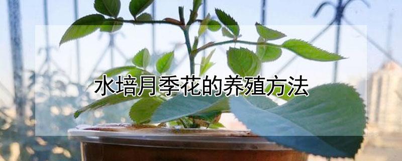 水培月季花的养殖方法（水培月季花的养殖方法和技术）